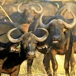 Buffalo herd